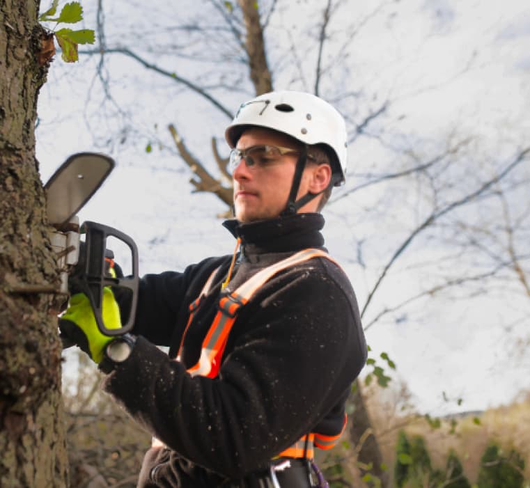 Tree Trimmer